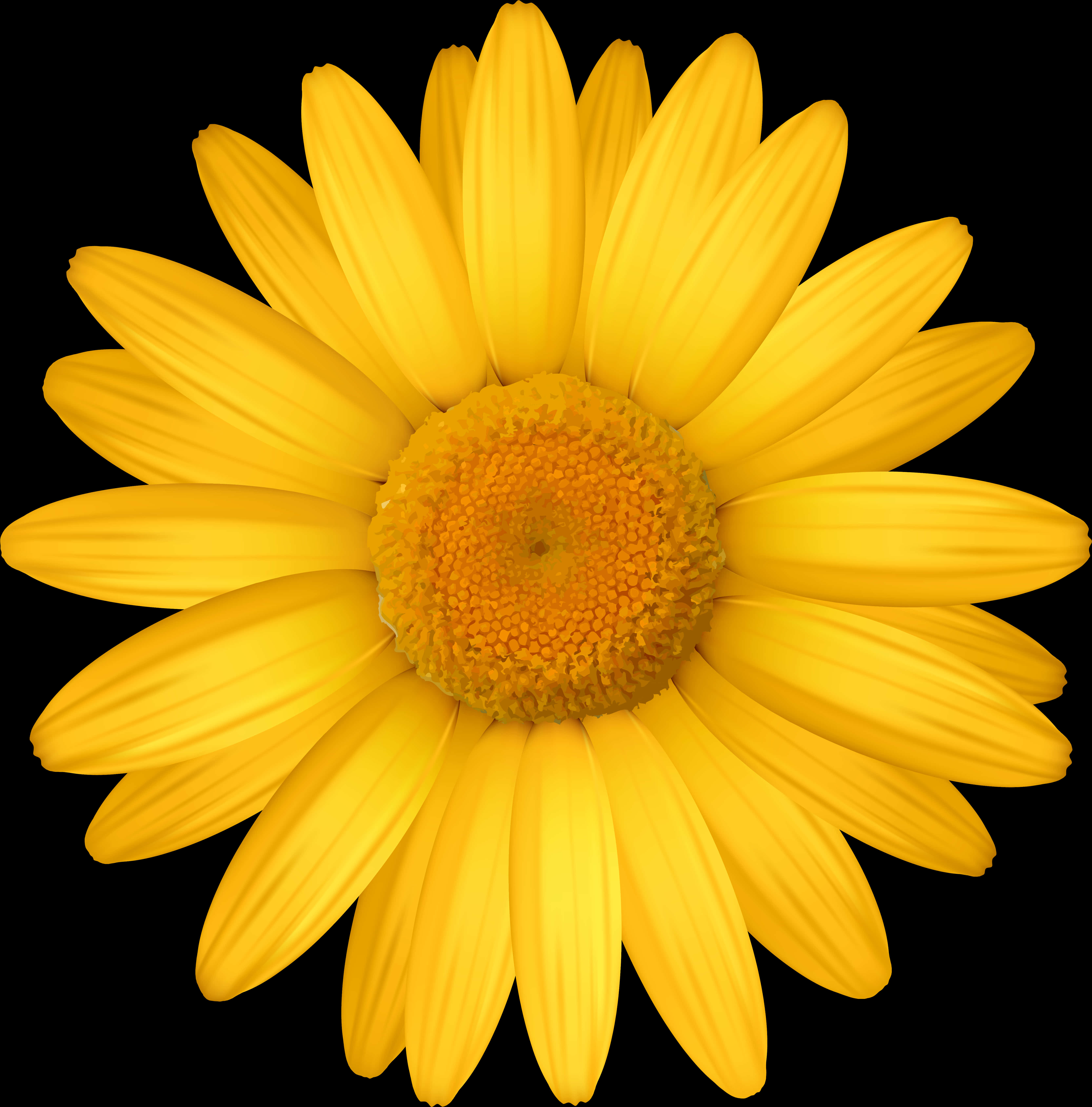 Vibrant Yellow Daisy Black Background.jpg PNG
