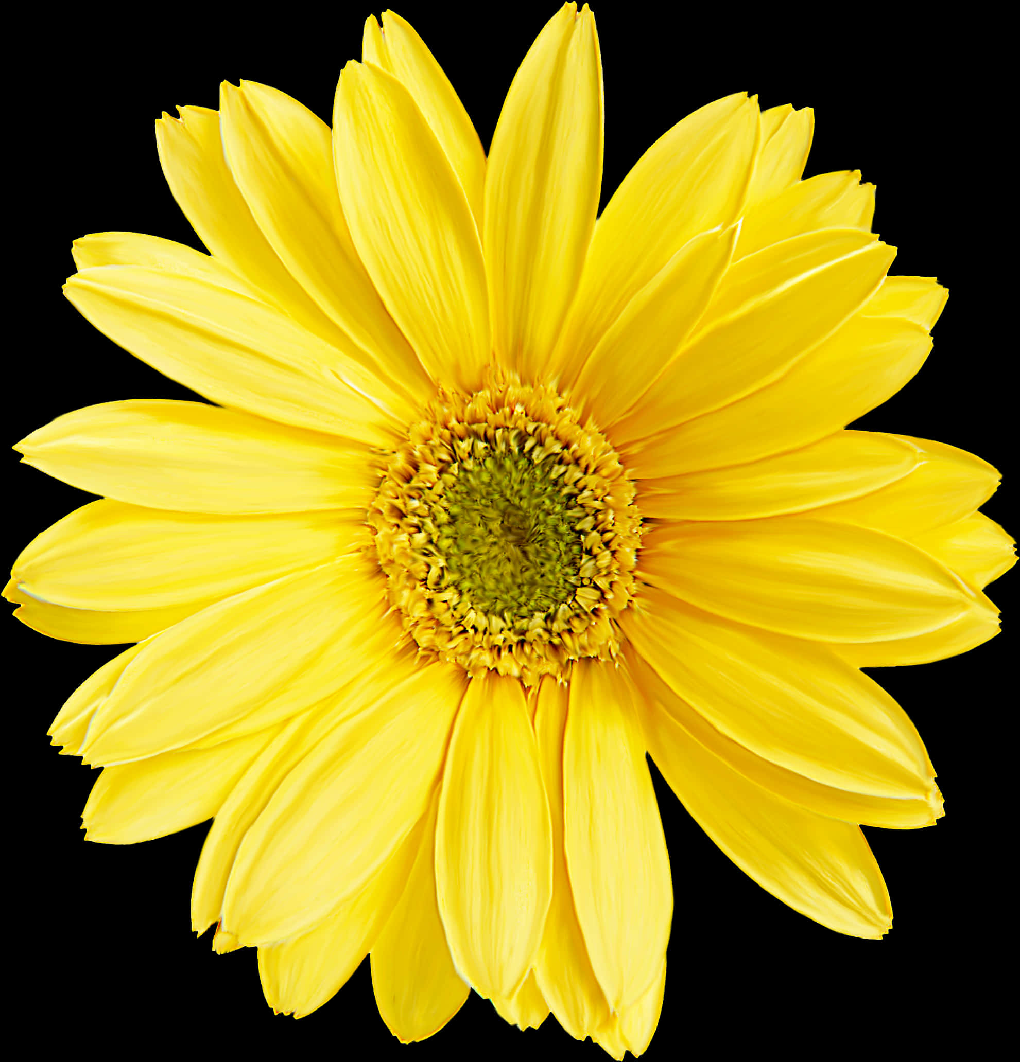 Vibrant Yellow Daisy Black Background PNG