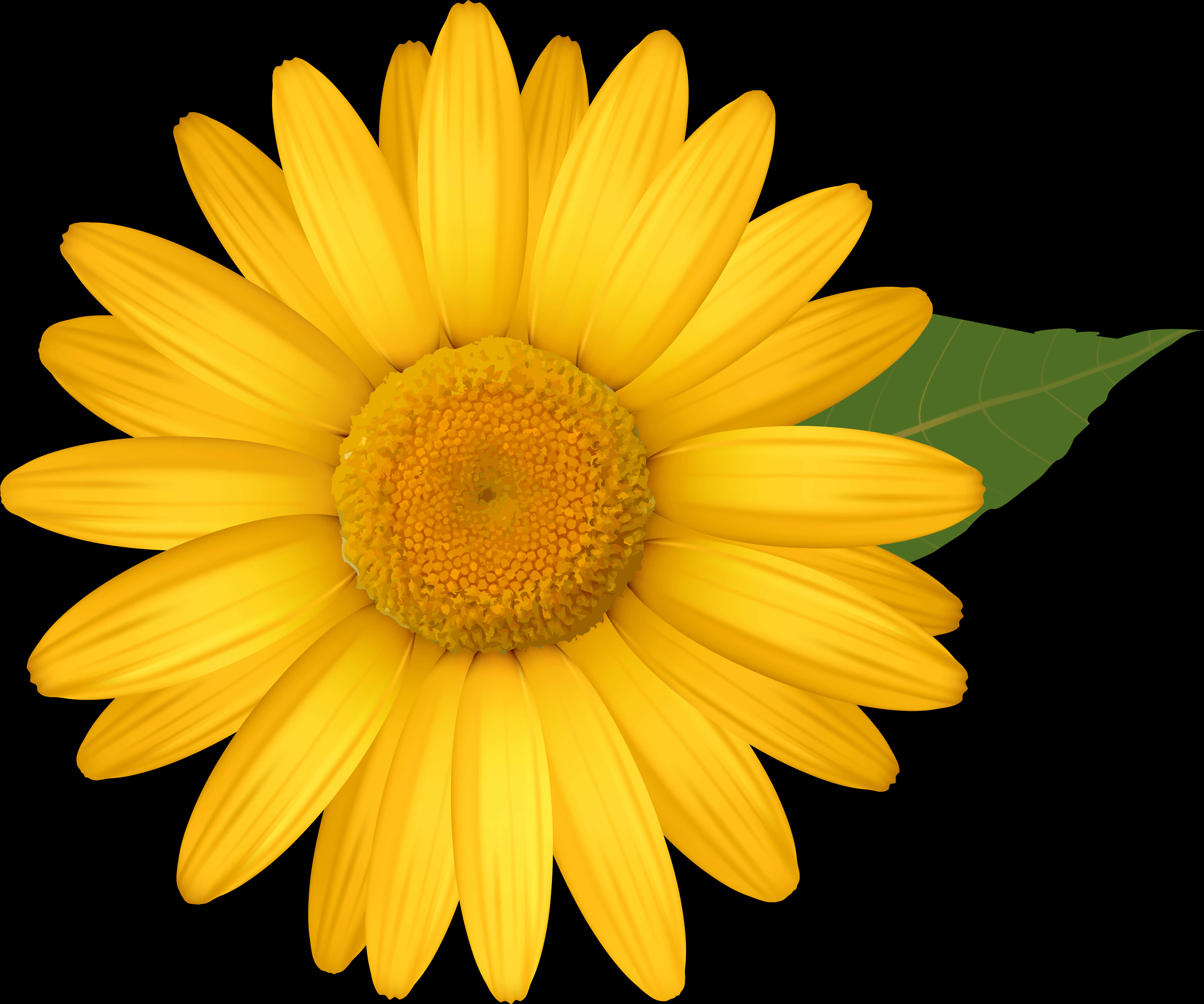 Vibrant Yellow Daisy Flower PNG