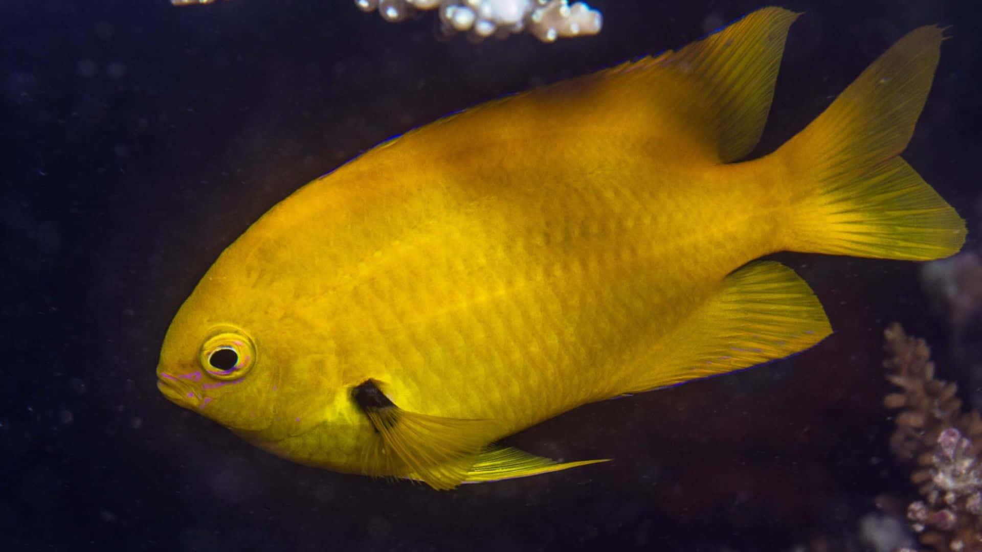 Vibrant Yellow Damselfish Underwater Wallpaper
