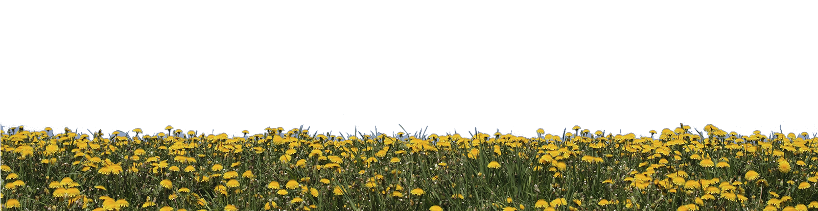Vibrant Yellow Dandelion Field PNG