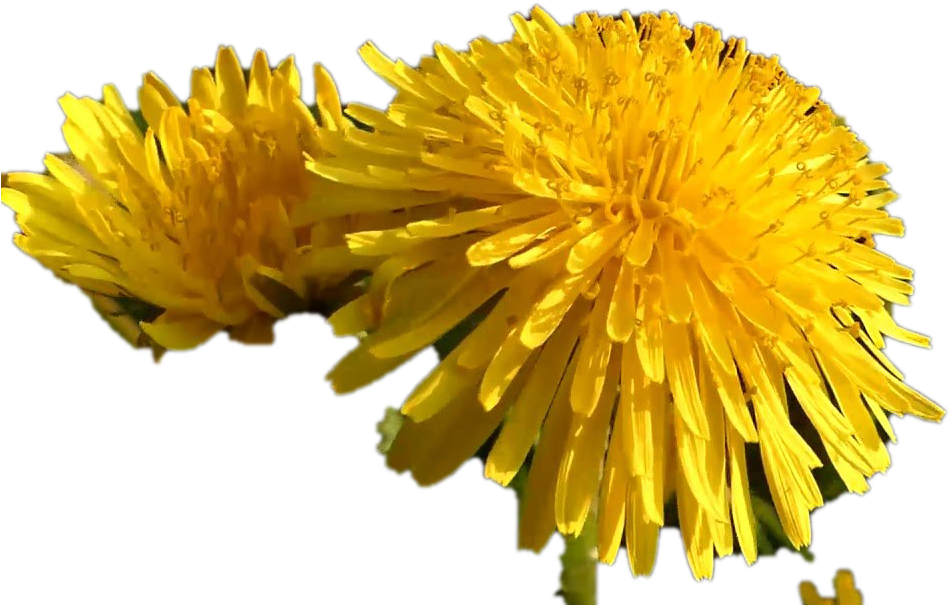 Vibrant Yellow Dandelions PNG