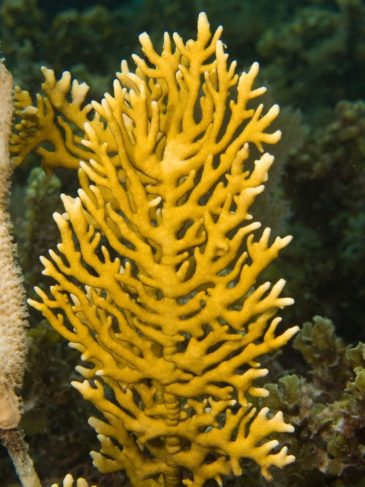 Vibrant Yellow Fire Coral Underwater Wallpaper