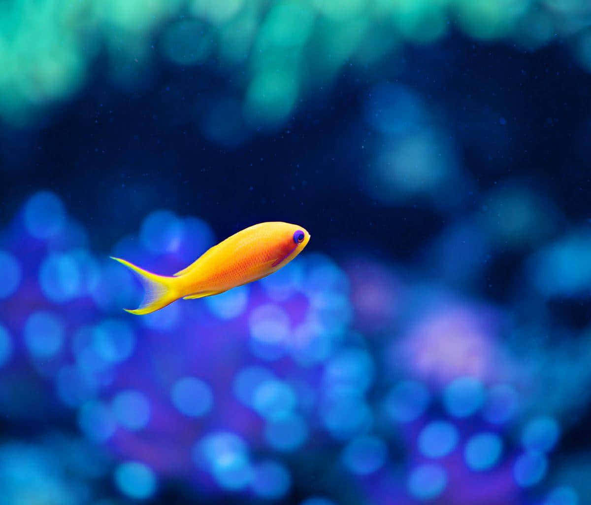 Vibrant Yellow Fish Aquarium Bokeh Wallpaper