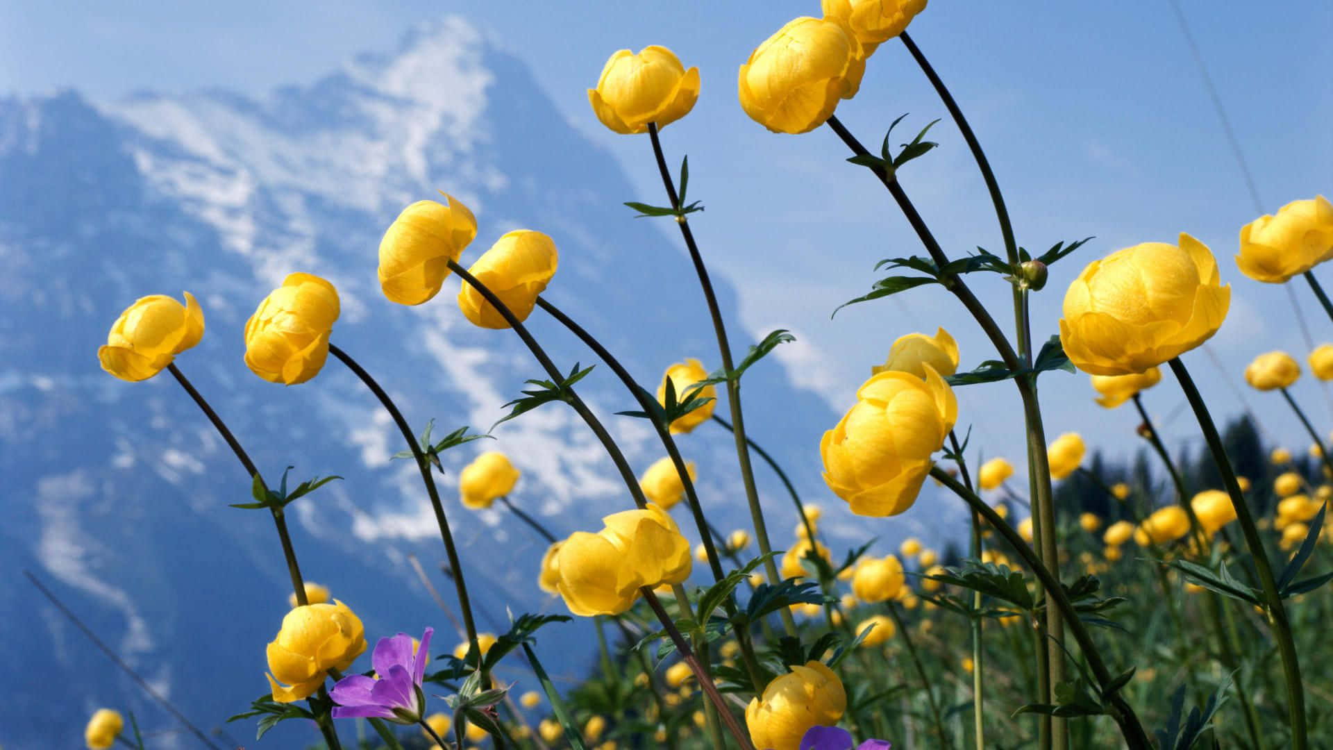 Vibrant Yellow Flower Background