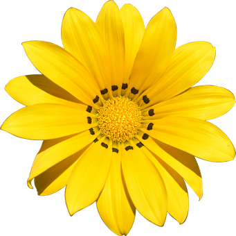 Vibrant Yellow Flower Black Background PNG