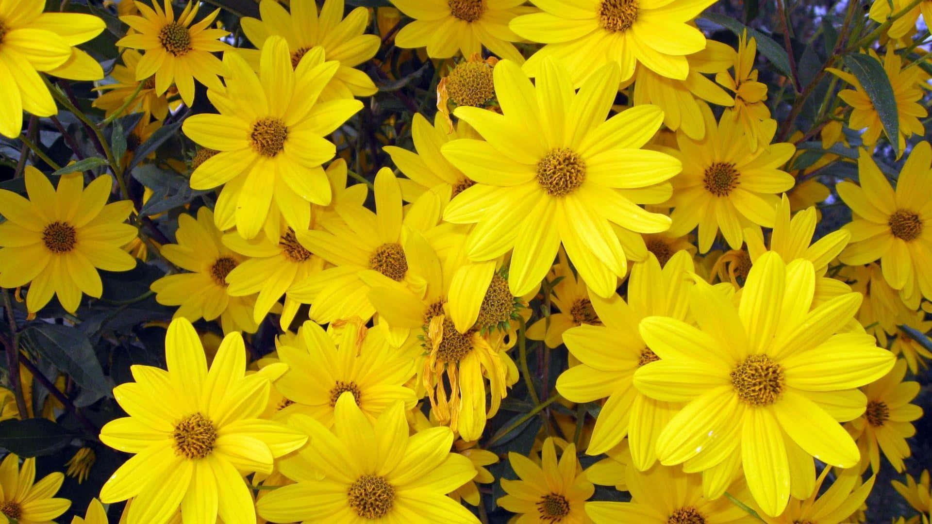"vibrant Yellow Flower Field Background"
