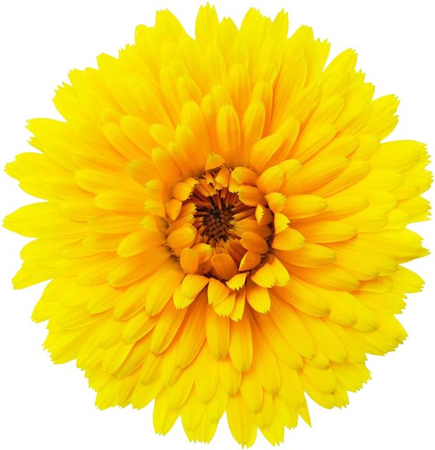Vibrant Yellow Flower Isolated PNG