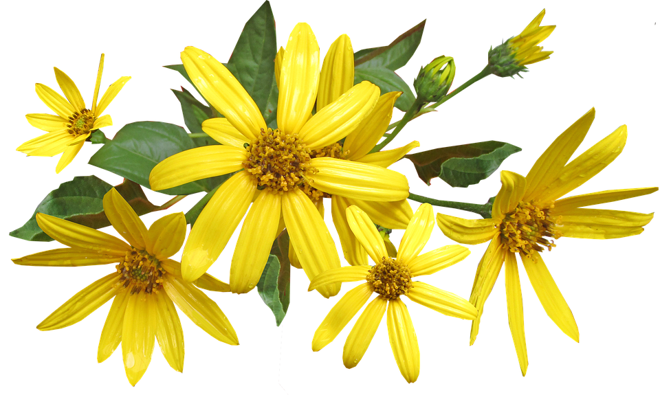 Vibrant Yellow Flowers Transparent Background PNG