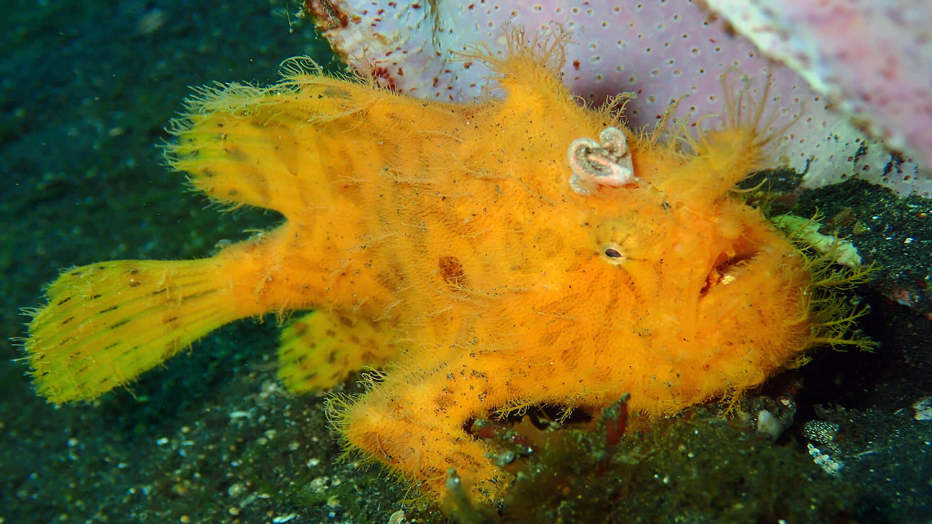 Vibrant Yellow Frogfish Underwater Wallpaper