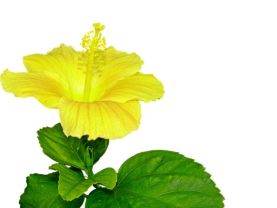 Vibrant Yellow Hibiscus Flower PNG