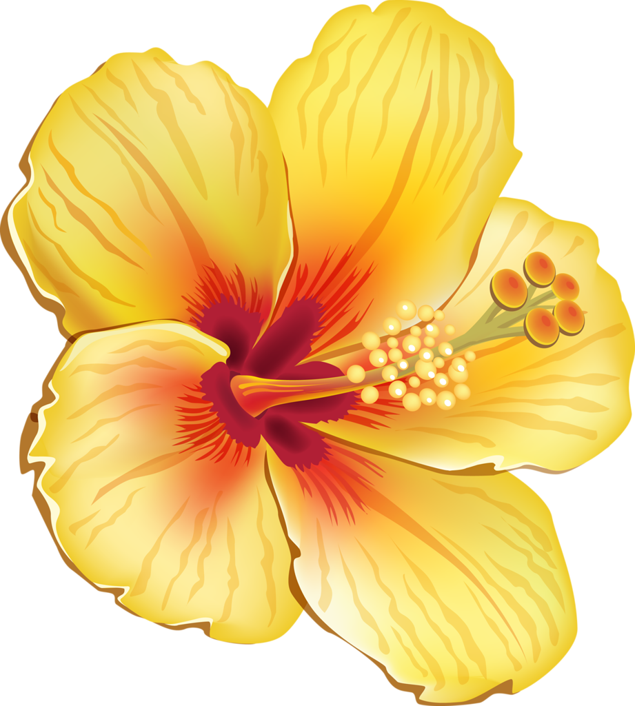 Vibrant Yellow Hibiscus Flower PNG