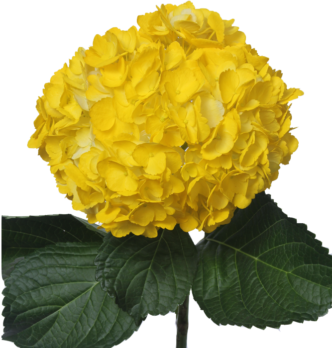 Vibrant Yellow Hydrangea Bloom PNG