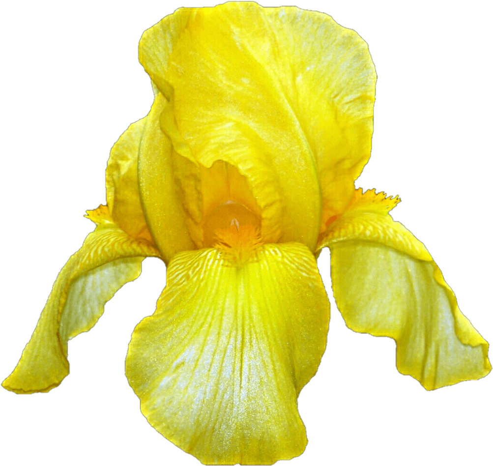 Vibrant Yellow Iris Flower PNG