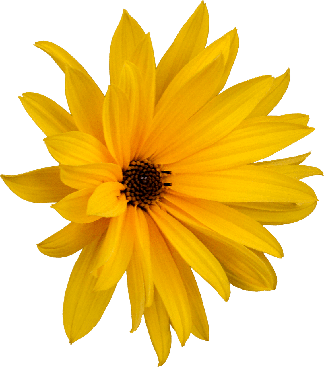 Vibrant Yellow Marguerite Daisy PNG