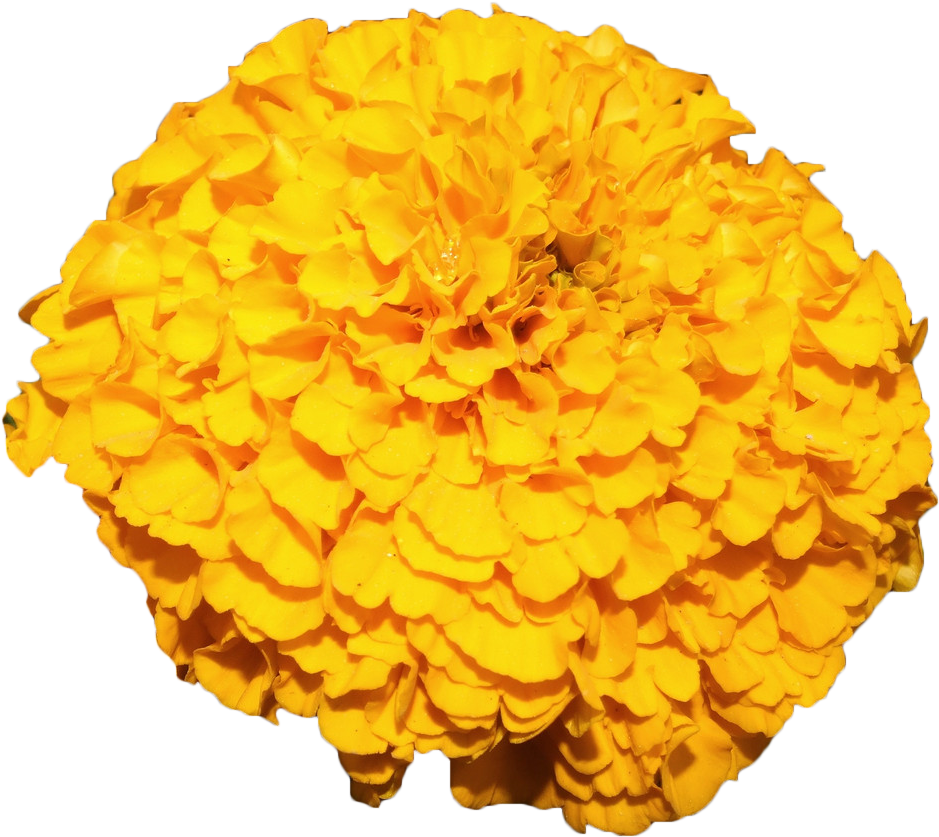 Vibrant Yellow Marigold Bloom PNG