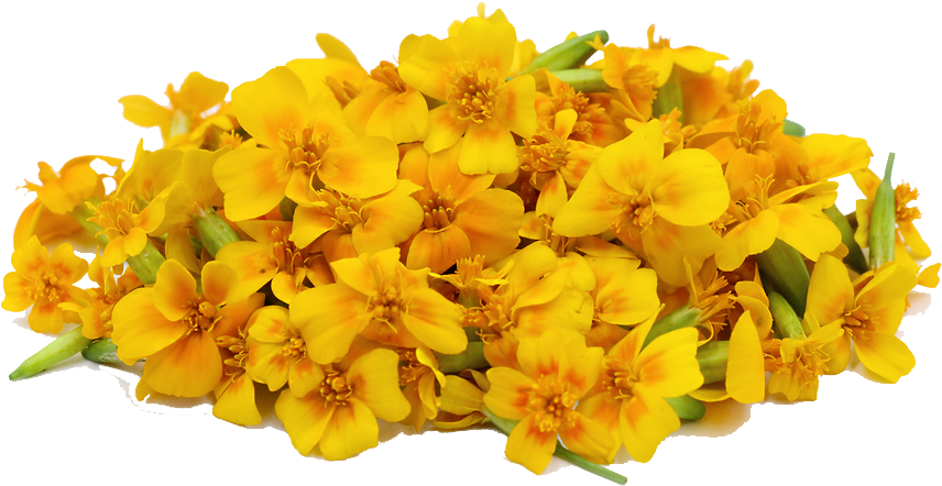 Vibrant Yellow Marigold Cluster.png PNG