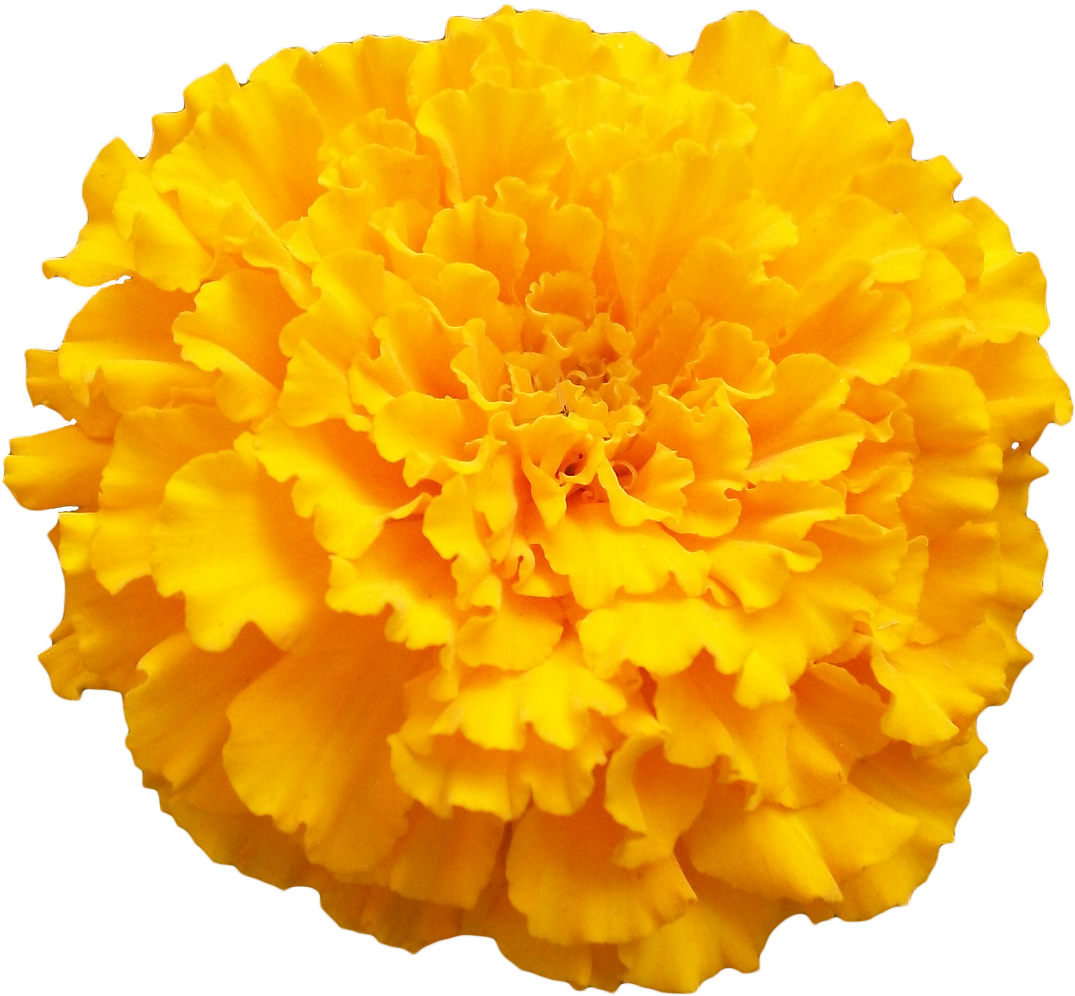 Vibrant Yellow Marigold Flower PNG