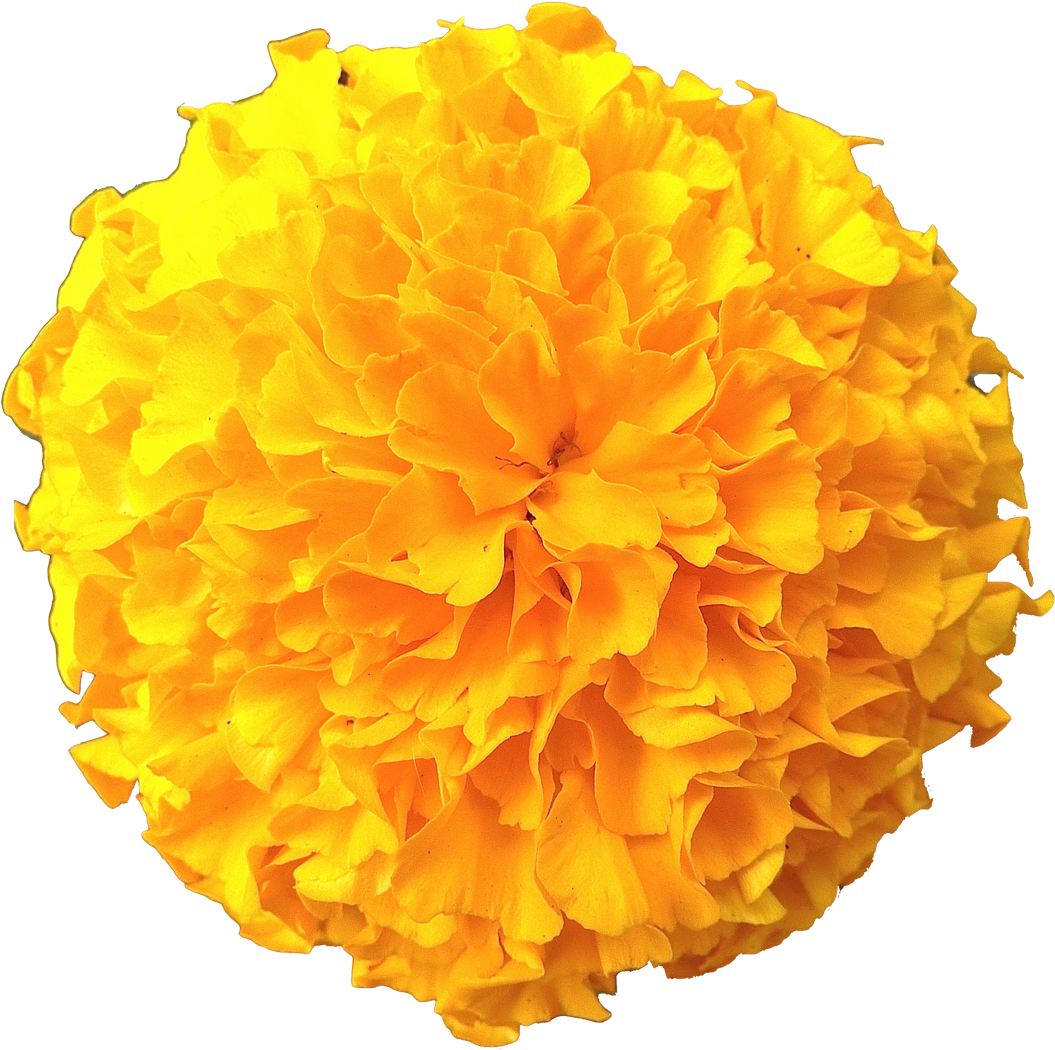 Vibrant Yellow Marigold Flower.png PNG