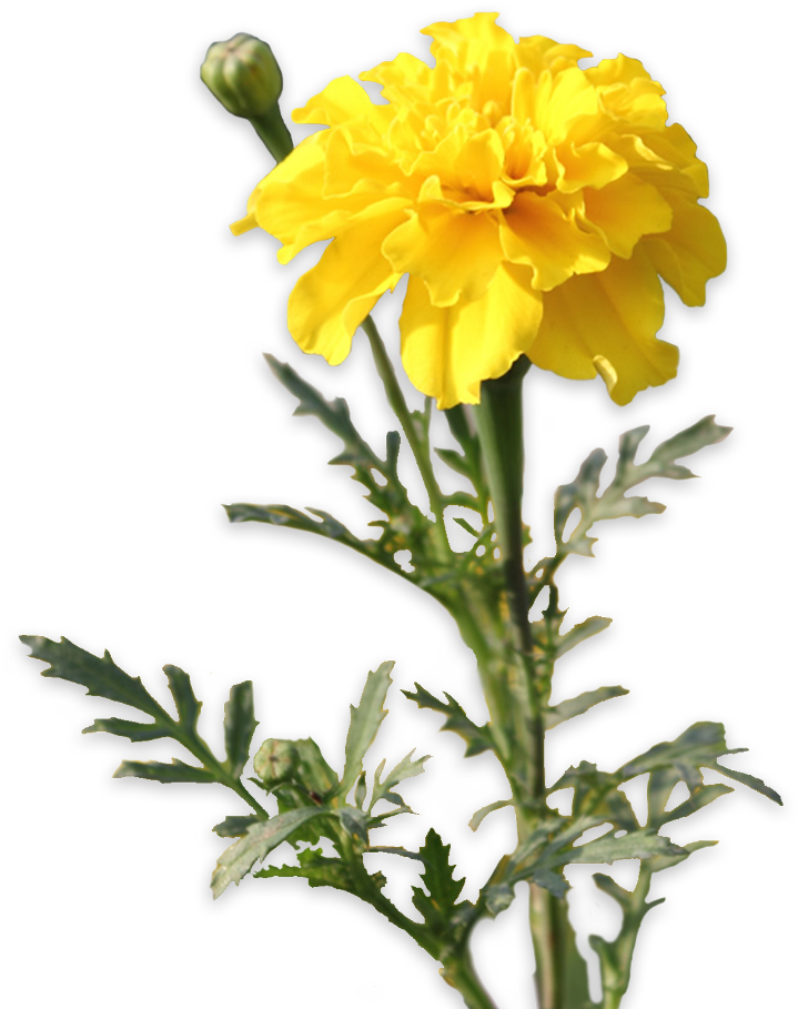 Vibrant Yellow Marigold Flower PNG