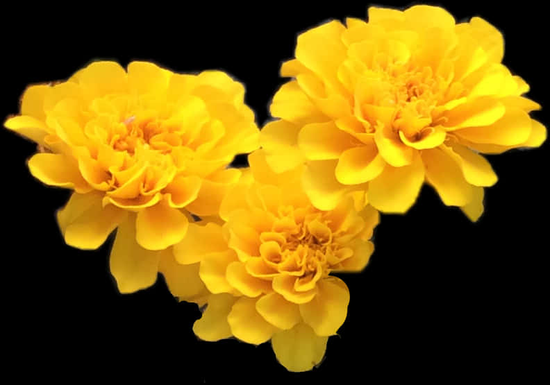 Vibrant Yellow Marigolds Black Background PNG