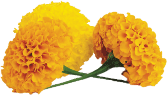 Vibrant Yellow Marigolds.png PNG