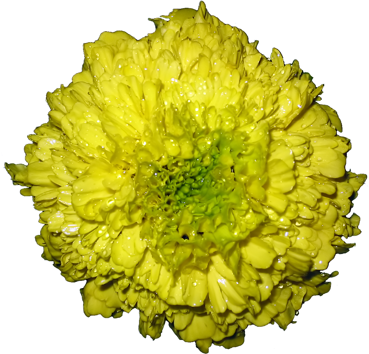 Vibrant Yellow Marigoldwith Dew Drops PNG