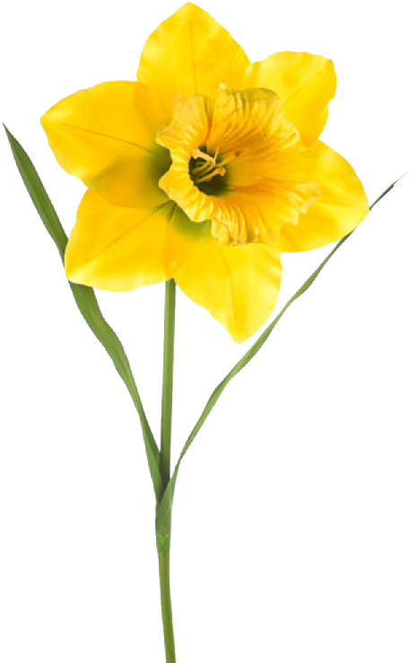 Vibrant Yellow Narcissus Flower PNG