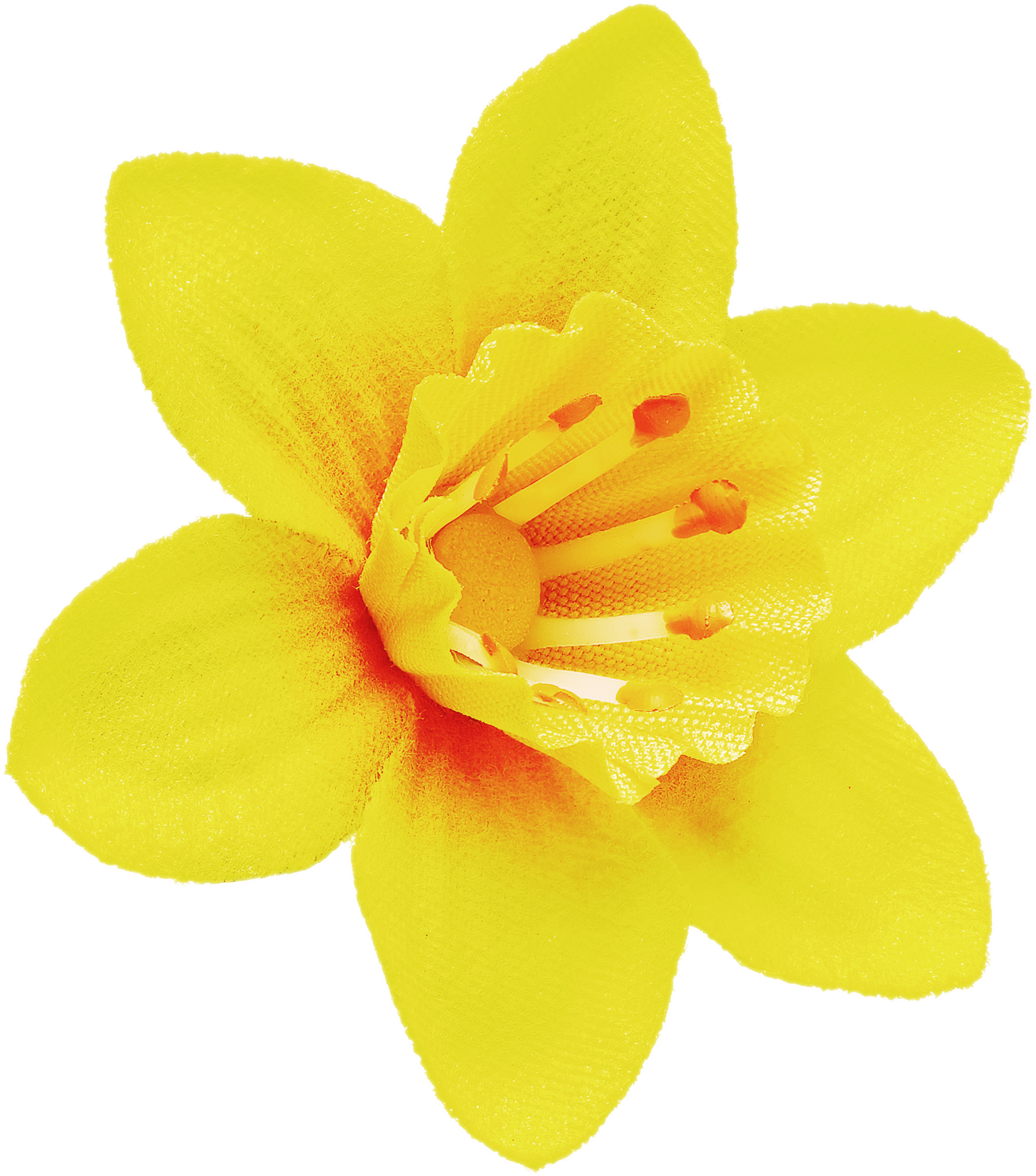 Vibrant Yellow Narcissus Flower PNG