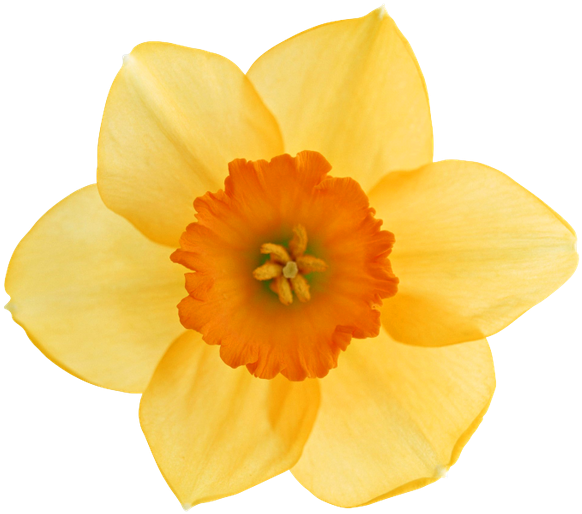 Vibrant Yellow Narcissus Flower PNG