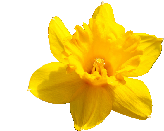 Vibrant Yellow Narcissus Flower PNG