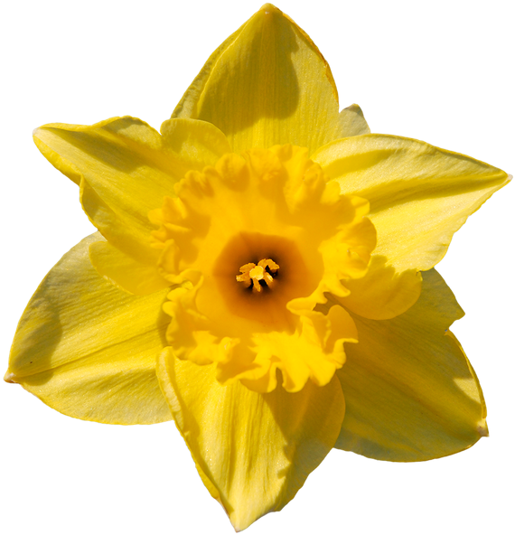 Download Vibrant Yellow Narcissus Flower | Wallpapers.com