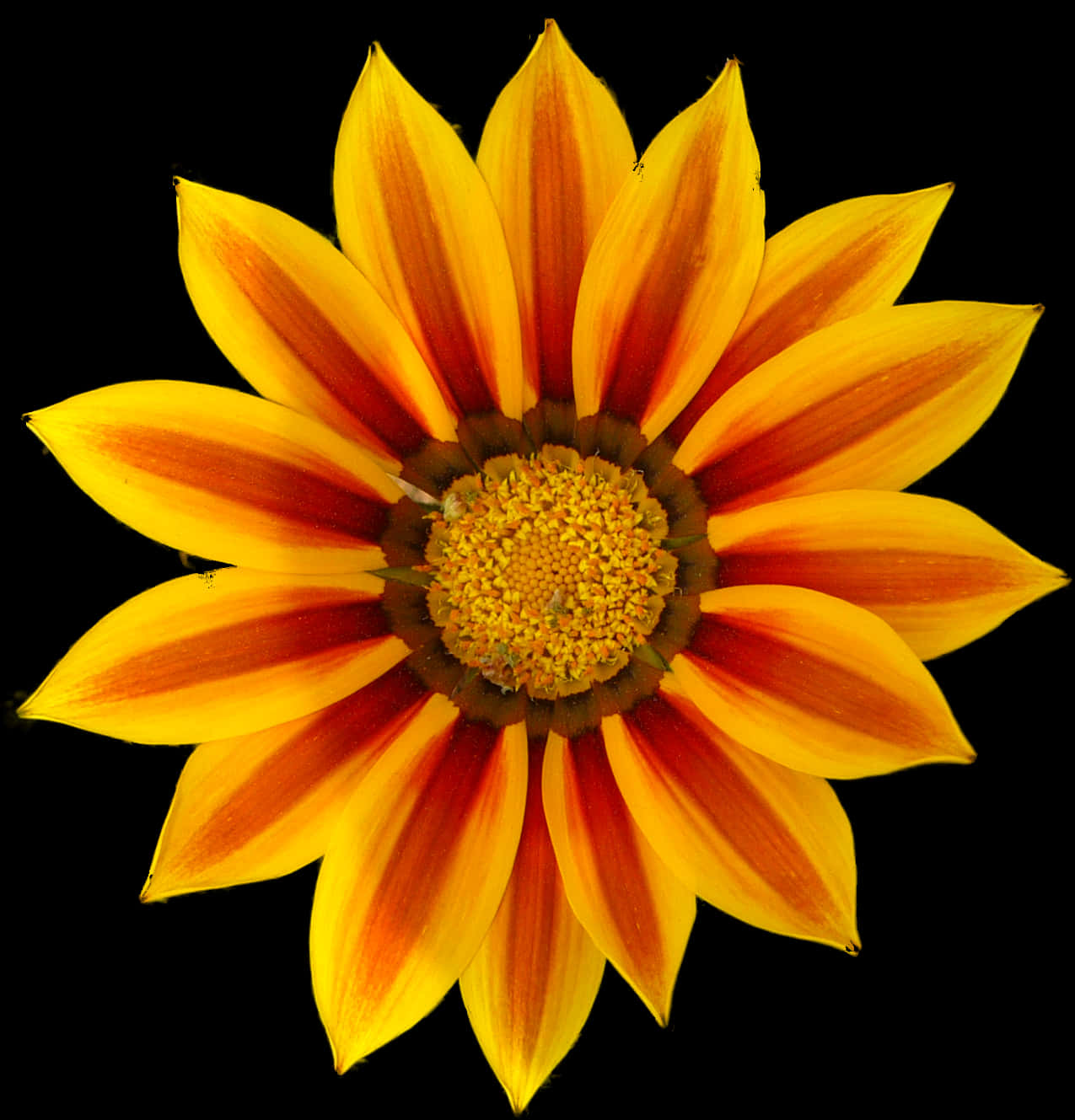 Vibrant Yellow Orange Daisy Flower.jpg PNG