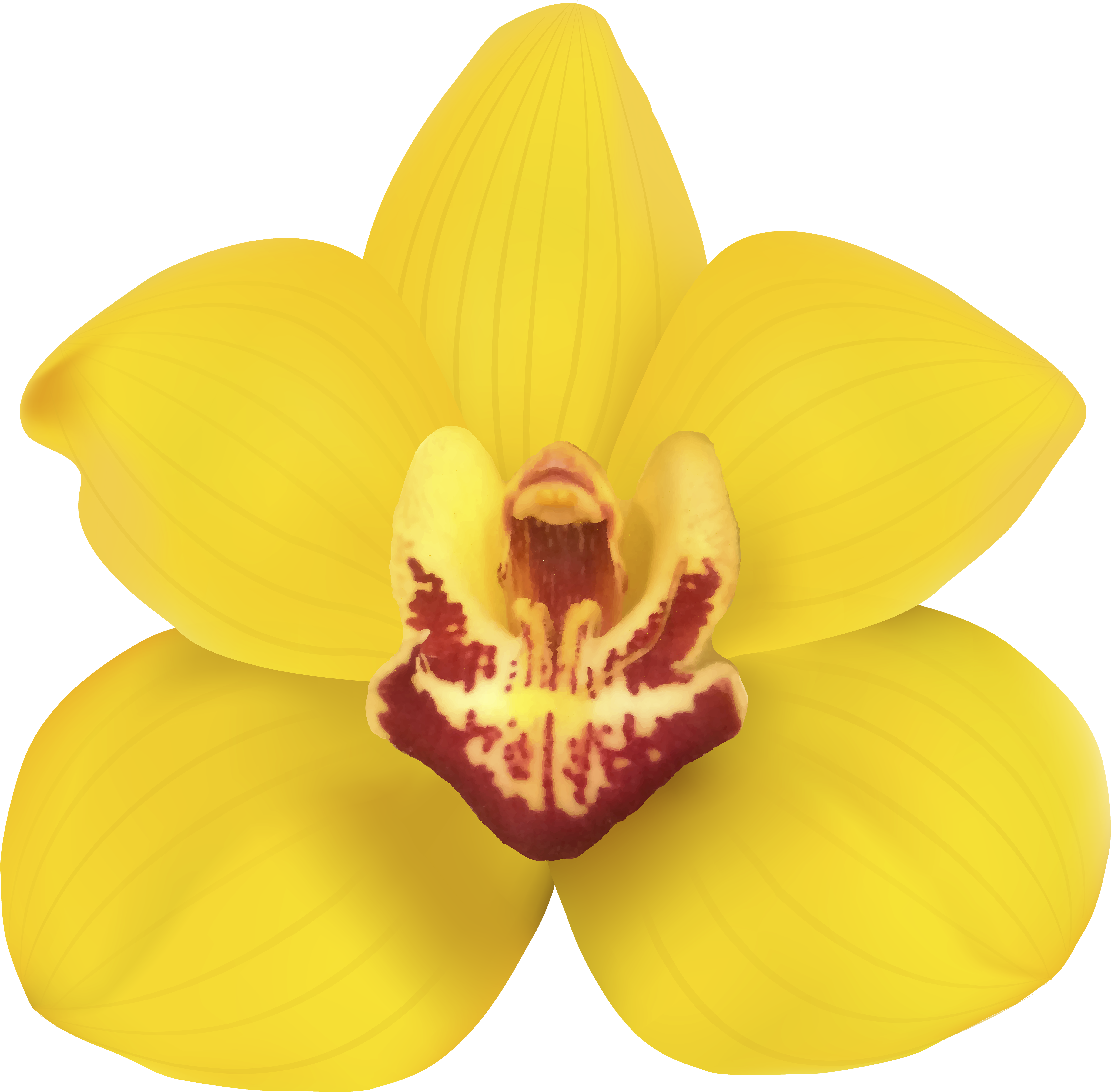 Vibrant Yellow Orchid Bloom PNG