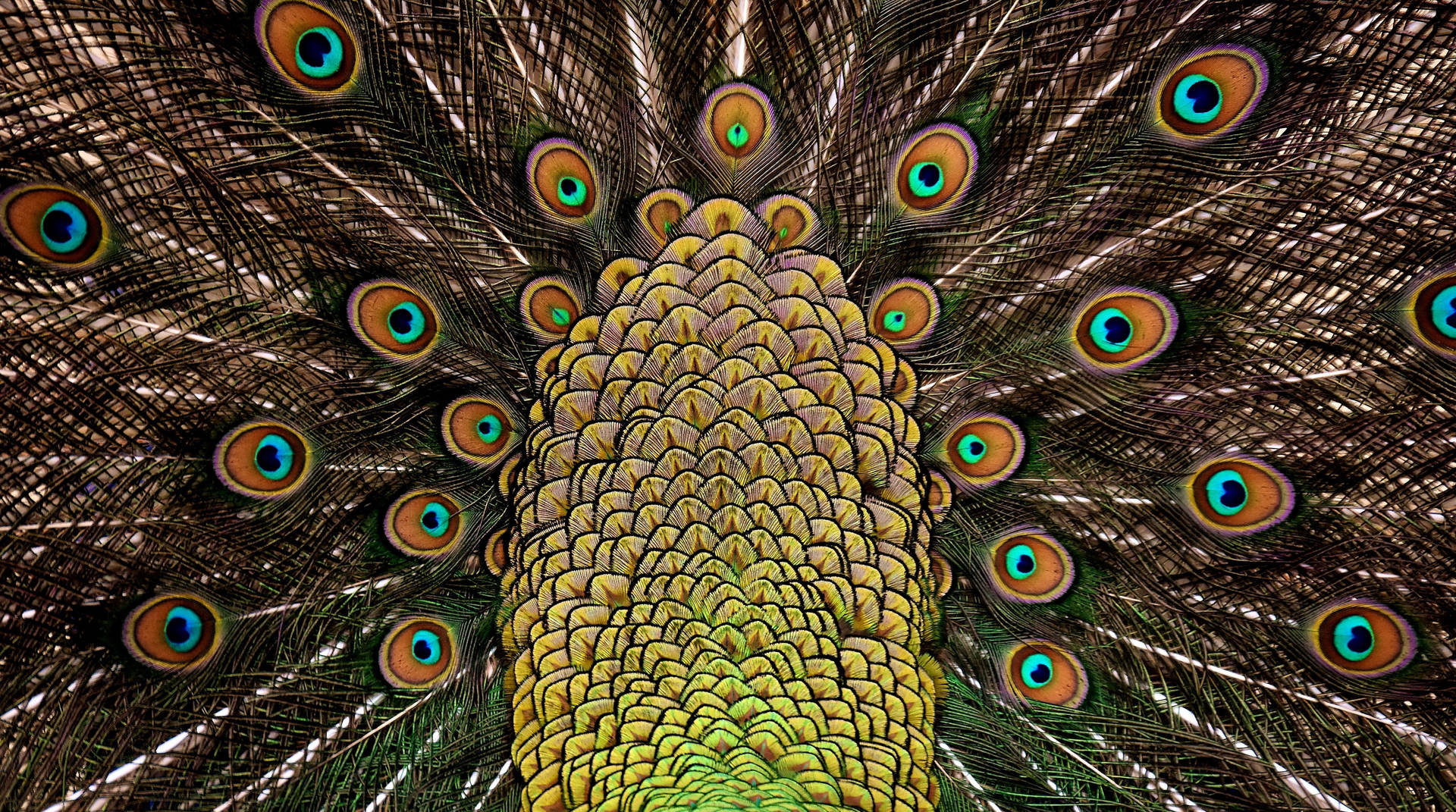 Vibrant Yellow Peacock Tail Wallpaper