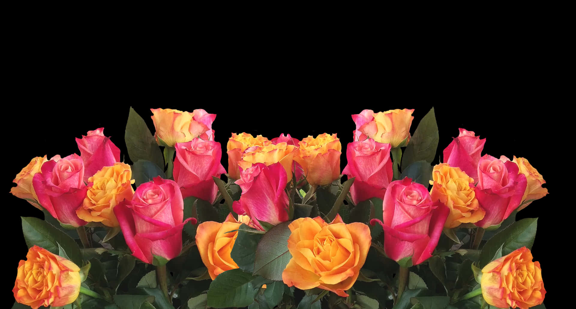 Vibrant Yellow Pink Roses Black Background.jpg PNG