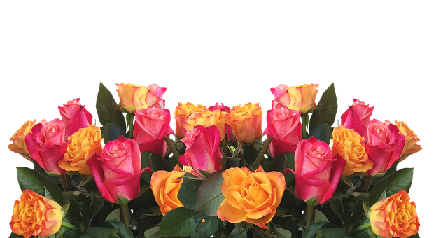 Vibrant Yellow Pink Roses Black Background PNG