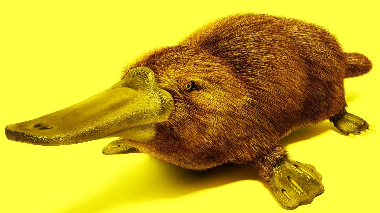 Vibrant Yellow Platypus Wallpaper