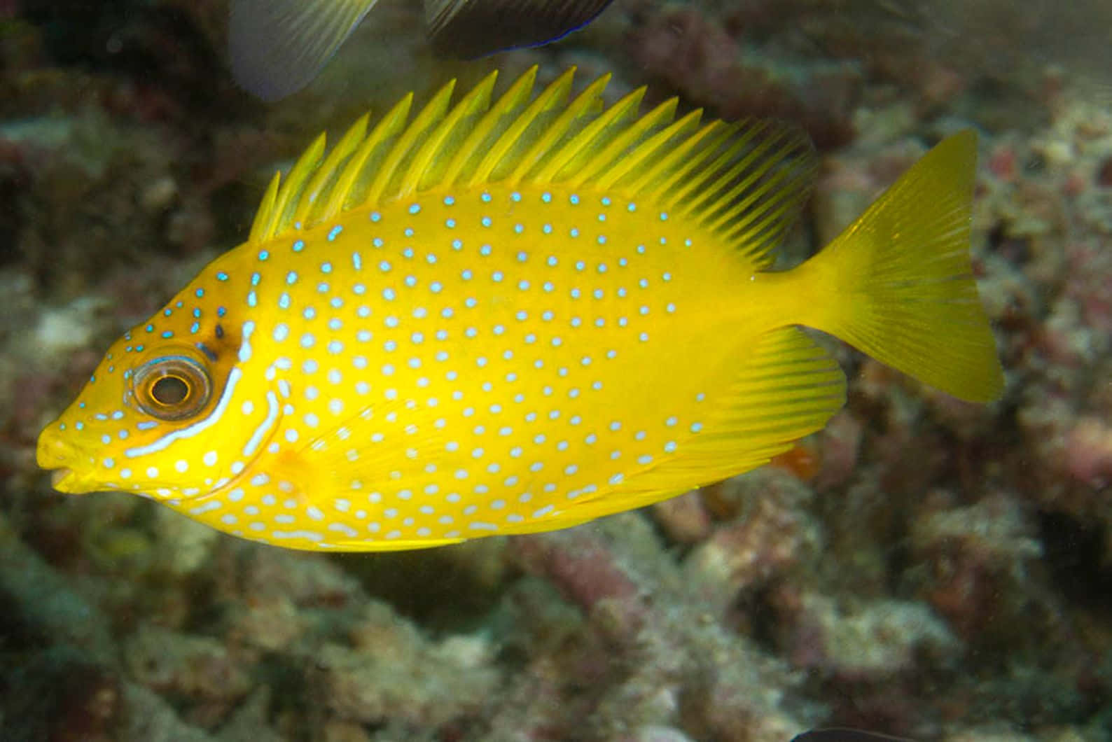 Vibrant Yellow Rabbitfish Underwater Wallpaper