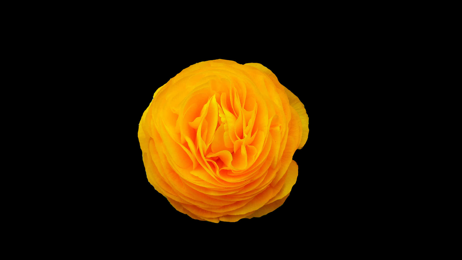 Vibrant Yellow Ranunculus Black Background PNG