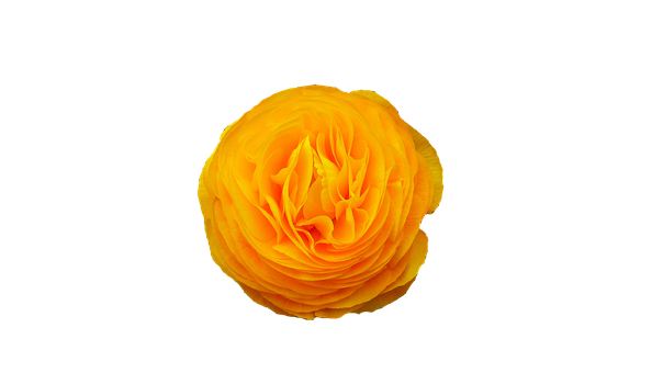 Vibrant Yellow Ranunculus Black Background PNG