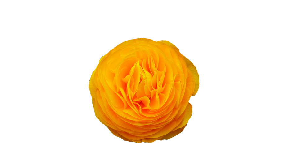 Vibrant Yellow Ranunculus Flower PNG