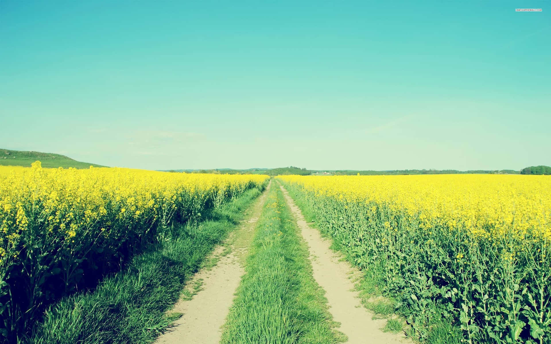 Vibrant_ Yellow_ Rapeseed_ Field_ Path.jpg Wallpaper