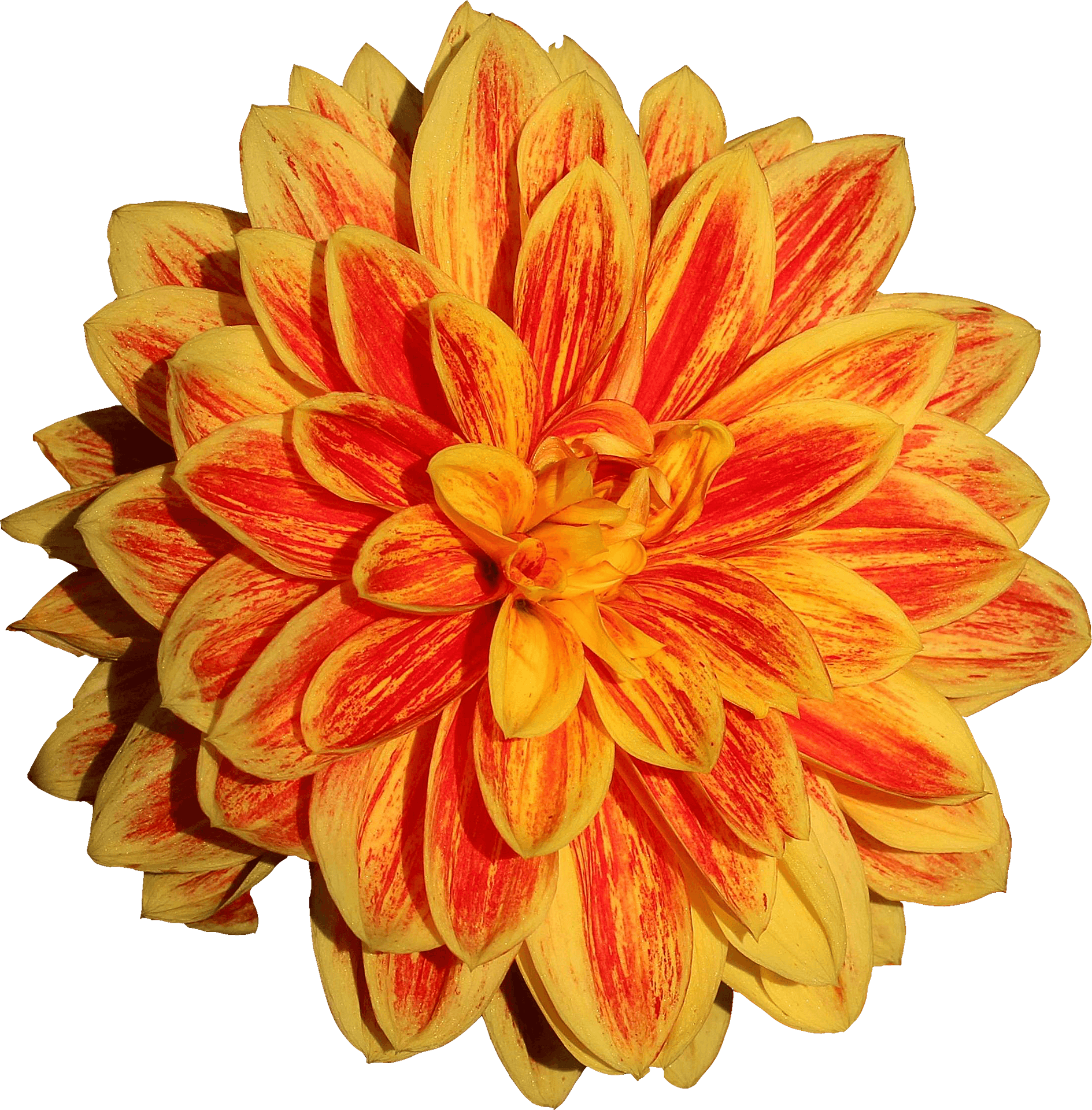 Vibrant Yellow Red Dahlia Flower PNG