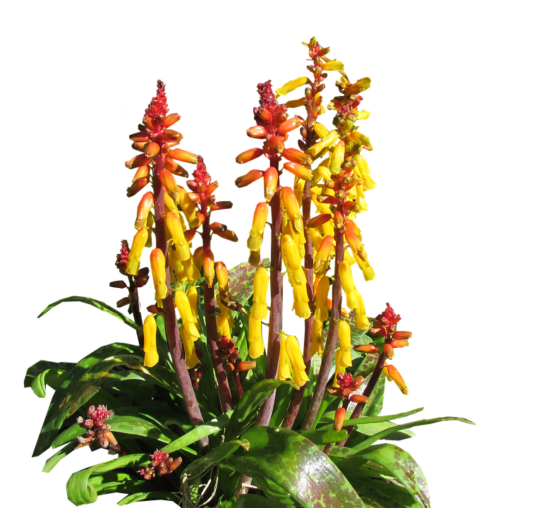 Vibrant Yellow Red Flower Stalks PNG