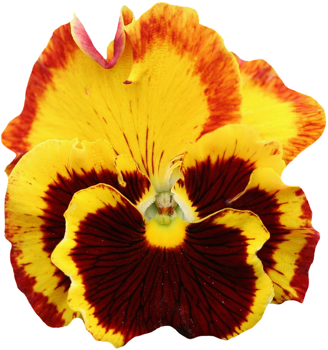 Vibrant Yellow Red Pansy Flower PNG