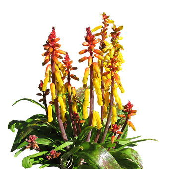 Vibrant Yellow Red Tropical Flowers PNG