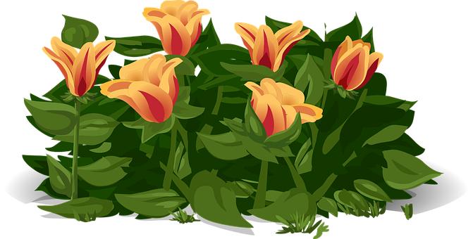 Vibrant Yellow Red Tulips Illustration PNG