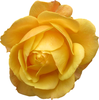 Vibrant Yellow Rose Black Background PNG