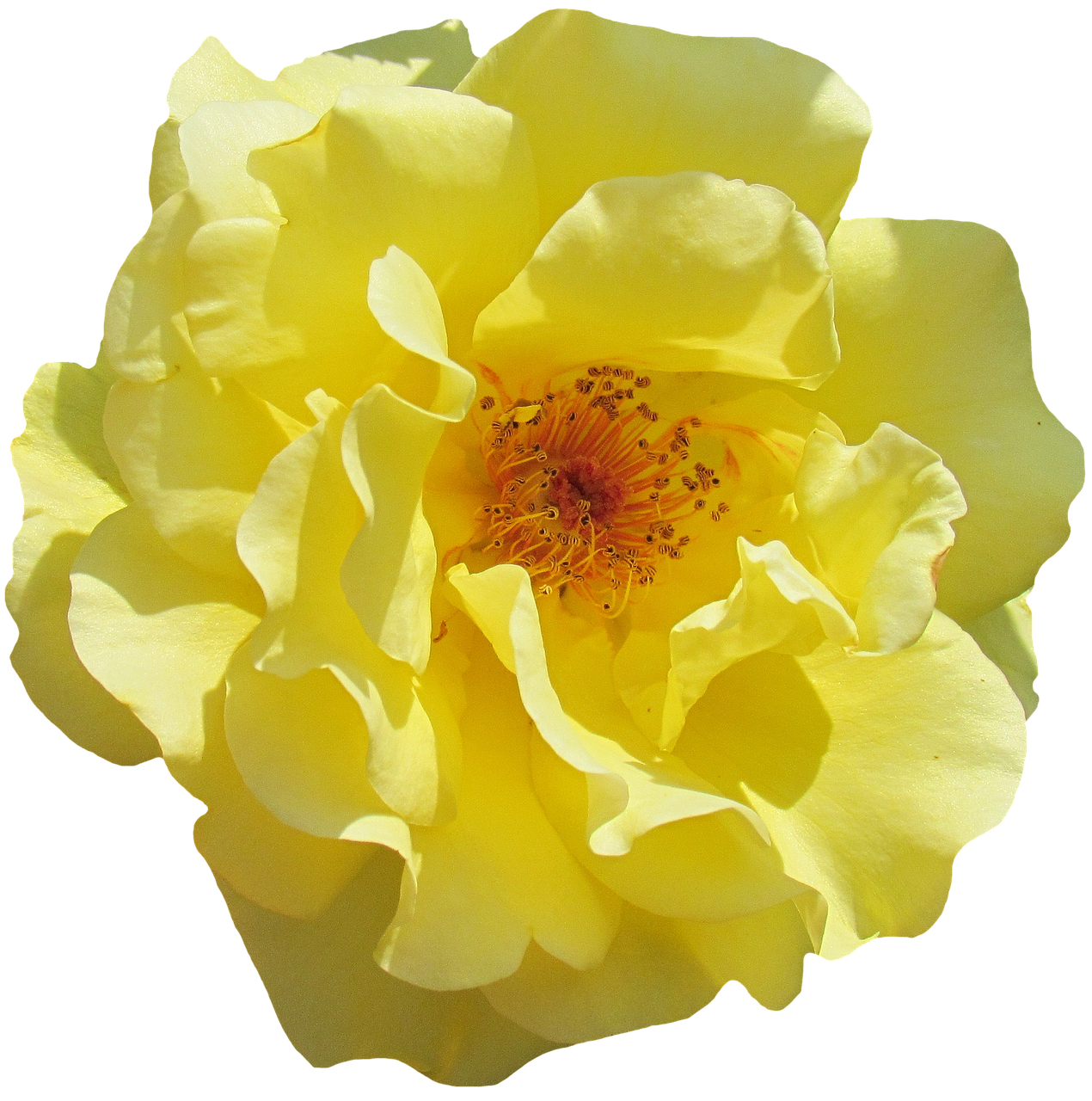 Vibrant Yellow Rose Black Background PNG